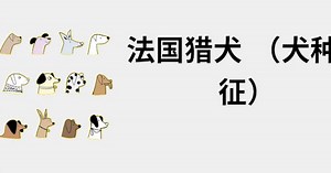 法国猎犬 （犬种特征） 🐶