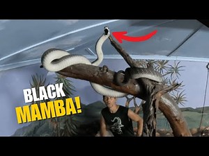 Black Mamba on the Move! (Wild Chase & Capture!)