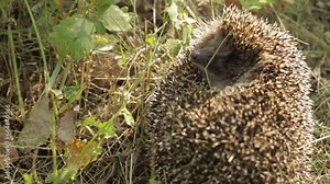 Cute small hedgehog (Scientific name: Erinaceus Europaeus) is sleeping in grass. Sleeping curled up in a ball hedgehog outdoors. Close-up.