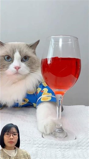 Buổi hẹn hò của chú mèo #trending #trendingshorts #trendingvideo #shorts #shortsviral #viralshorts