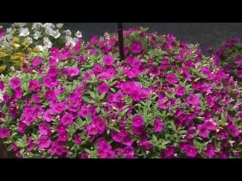 Kabloom - First Calibrachoa from Seed