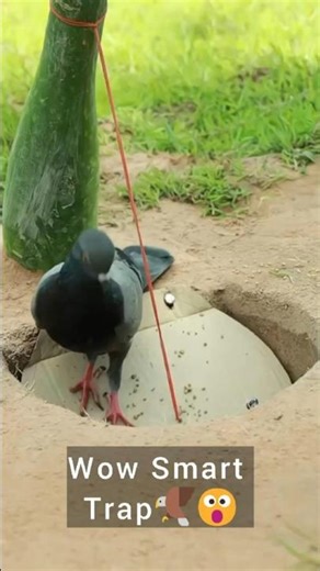 You Won't Believe How This Trap Works! #AnimalTrapping #SurvivalGear #NatureHack #LifeInTheWild