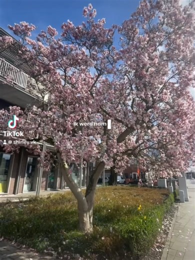 📍Brusselsesteenweg 765, Gentbrugge ✅️ Onze kleinste winkel in Gentbrugge met veel leuke bloemen en planten We maken graag boeketten en bloemstukke naar u wens.🌸🫶 #fyp #gent #bloemennovaofficial #bloemen #fy @shirley.vk bedankt voor de leuke video 🙏