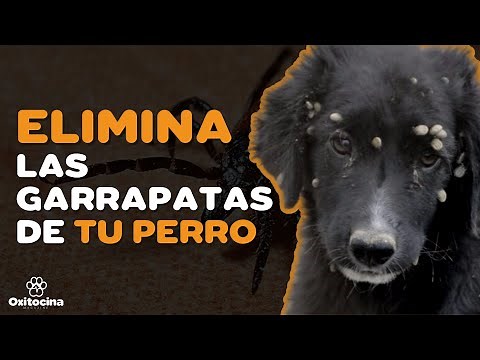 7 HOME REMEDIES TO ELIMINATE TICKS FROM YOUR DOG