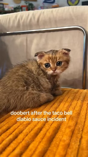 doob & scoob & goob on Instagram: "this remains one of my favorite videos ever mostly bc doob looks SO DUMB in the second clip lmao #fypppppppppppppppppppppppppppppppppppppppppppppppppppppppppppppppppppppp"