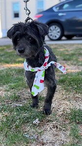 74 reactions · 7 comments | We have a bunch of available adult dogs...