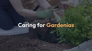 Caring for Gardenias