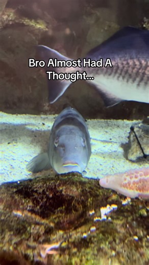 Funny Aquarium Moments That Will Make You Laugh