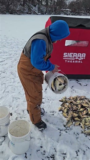 yellow bass Fairmont Minnesota, new limit!! #subscribe #fishing #icefishing #shorts