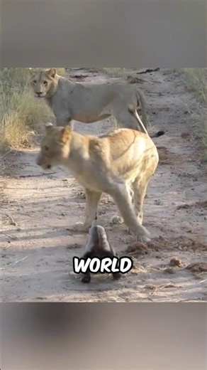 Most aggressive animals that fear nothing #facts #animals #wildlife