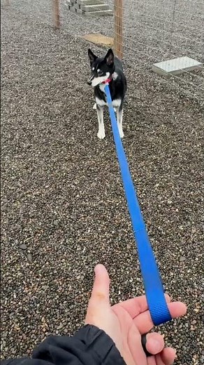 A demonstration of what negative reinforcement looks like when using leash tension