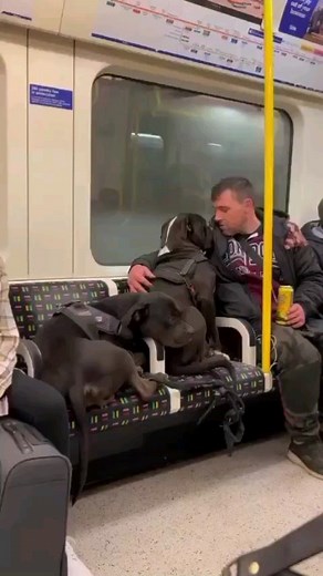 68K views · 360 reactions | The two dogs that the police claimed to be aggressive. It's also been said that the woman who started the whole situation lied to the police. The lies resulted in both dogs being shot down | Southall Name Shame To Fame | Facebook