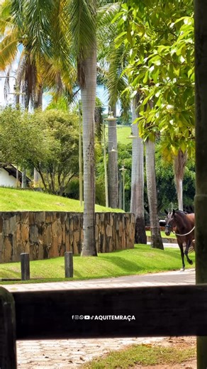 AQUITEMRAÇA-MARCHADOR on Instagram: "📸Vamos condicionando as novinhas Sina L2 da Cachoeira e Regra L2 da Cachoeira 🙌🏻 #puramarcha #mangalargamarchador #aquitemraça #marcha #puramarcha @aquitemraca"