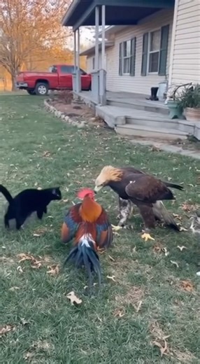 Rooster fighting with eagle #animals #eagle #rooster | Wildlife Birds