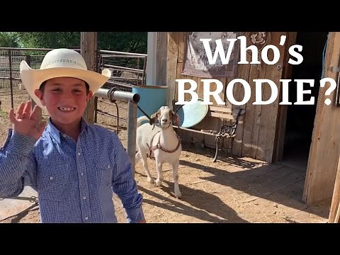 TRAINING A GOAT TO PULL A CART | HARNESS TIP | fun day on THE FARM