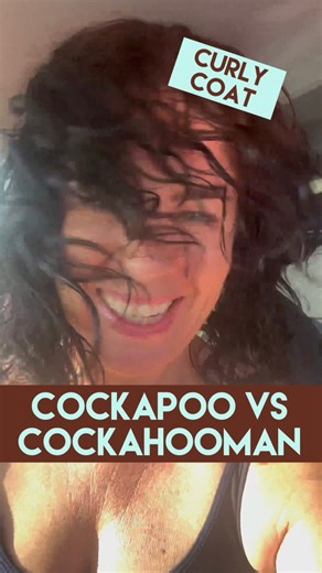 Cockapoo Vs cockahooman! Let me know what you think in the comments!!! #lovemud #doggroomer #poodlemix #cockapoo #curlygirly | Lovemud Dog Lady
