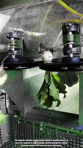Best Innovation Automatic Vegetable Washing Machine: How to Clean Produce Efficiently