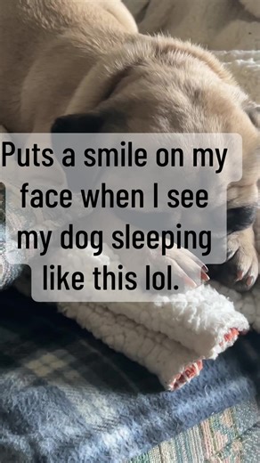 Did she get you to smile too? #pugsoftiktok #funnydogvideos #cutepug #naptime