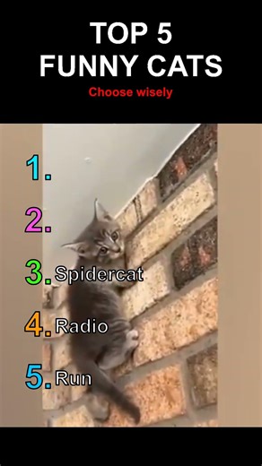 Top 5 Funniest Cats That Will Make You Cry 😂🐱