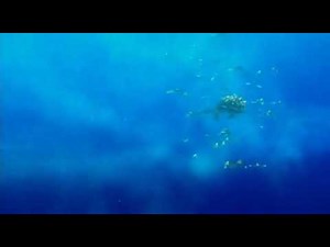 Finding Nemo: Bye, everyone!