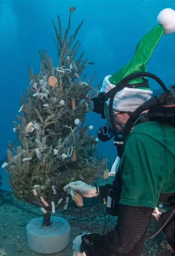 Ever seen a Christmas tree underwater? Santa and his elves teamed up with @seaexperience and @sfdi_scubaclub to keep a decades-old holiday tradition alive—sinking and decorating a Christmas tree with edible “ornaments”. At a later date, divers return to clean up, leaving behind a new addition to the artificial reef. Festive and uniquely South Florida ☀️ 🎅 🎥 @kikidives