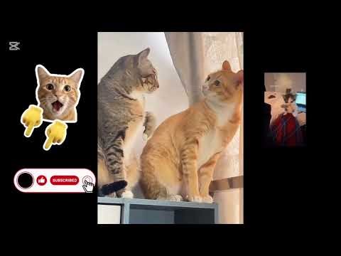 Orange Cat Chaos 😂 Funniest Meme Ever #orangecat #catmeme #funnycat #cats #catvideos #viral #cat