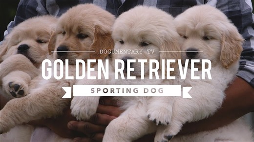 All about golden retrievers