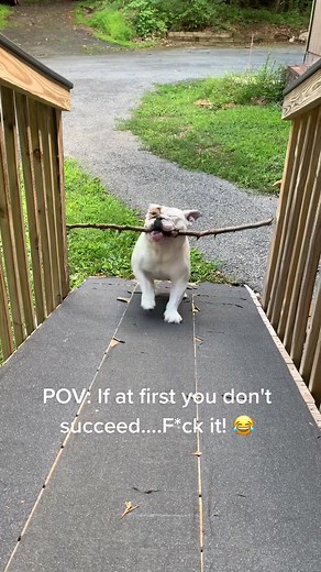 Funny Dog Motivational Video