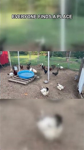 The Farm Flock Holds Its Own Roll Call
