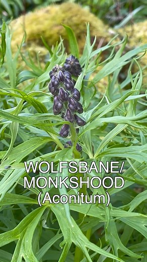 15K views · 1.2K reactions | #Wolfsbane or #Monkshood a contender for...