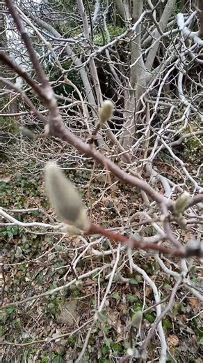 you are the promised kiss of springtime that makes the lonely winter seem long