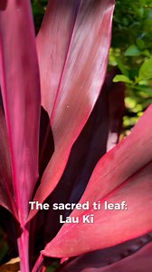76K views · 1.9K reactions |  Brought to Hawai‘i by the earliest Polynesian voyagers, the ki (ti) plant is sacred to Lono and Laka, symbolizing protection and divine power. Its leaves are used in blessings, ceremonies, and to make lei Lāʻī—a sacred lei for spiritual cleansing and protection. #tiplant #tileaf #HawaiianCulture #hawaiiflowerlei | Hawaii Flower Lei | Facebook