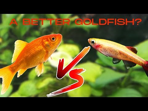 Ultimate Showdown: Goldfish vs White Cloud Mountain Minnow