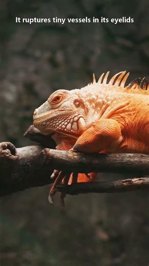 How this lizard uses its blood as a weapon