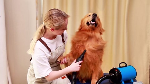 High Velocity Dog Hair Dryer 5.2HP/ 3800W Professional Dogs Blower Grooming Dryer, Adjustable Temperature and Speed Pet Dryers with 4 Nozzles and a Comb, Black