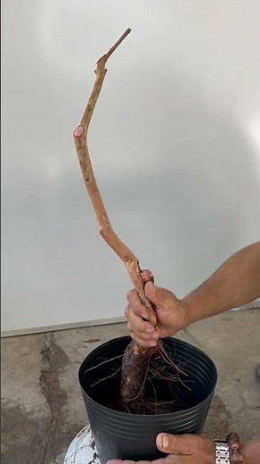 How to grow a newly dug guava tree. Do it this way!