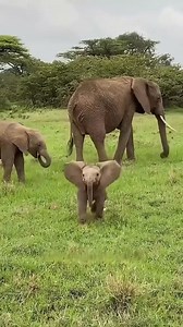 416K views · 8.3K reactions | things you need to know about baby elephants  | Boldclue | Facebook