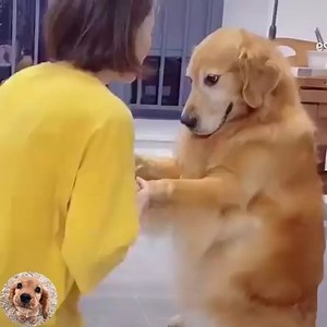 14K views · 679 reactions | One hug and one kiss is enough to stop being angry  #Dogs #CuteDogs #LoveDog #SmartDogs Join my group :  We Love Cats ☑️ . Thank you so much ❤ | Dogs World | Facebook