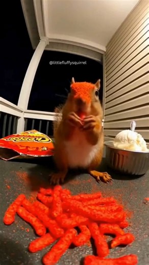 Little Fluffy Squirrel on Instagram: "This squirrel tried to cool down with ice cream and caused pure chaos 😂🐿️🍦 - - - - #fyp #viral #trending #shorts #humor #squirrel #funnyanimals #animalshorts #funnysquirrel #spicychallenge #animalsfails #animalvideos #squirrelmoment"