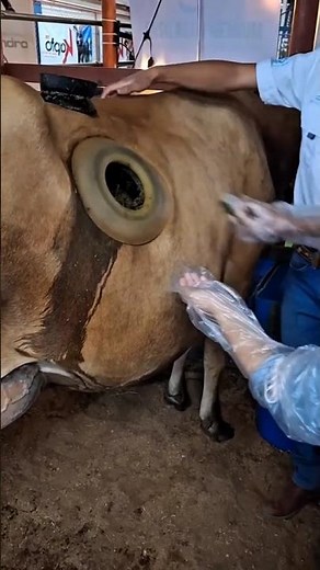 Why do cows have big holes in their side 😯#shorts