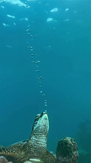 🐢 It's Turtle Season! When sea turtles sleep… They can slow their heart rate to just a few beats per minute to conserve oxygen. 😮 You can watch thousands of baby turtle hatchlings emerge from their sand nests and race to the sea in many parts of Queensland and Western Australia's Coral Coast 😍 🎥@charlottepiho | Travel Auctions