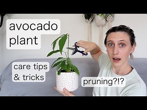 AVOCADO PLANT CARE | Prune with me... pretty please... it's scary