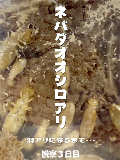 兵アリ観察日記：ネバダオオシロアリの探索
