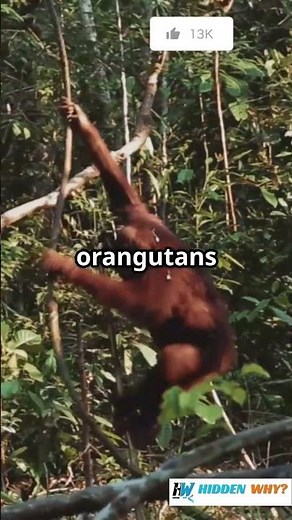 🌍 How Does Deforestation Affect the Planet? 🌳