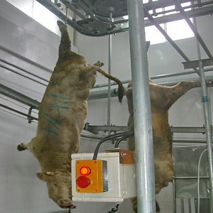 [Hot Item] Germany Manual Type Electric Stimulation Abattoir Equipment for Meat Processing