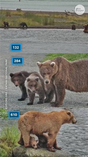 Survival of the fattest: Meet Fat Bear Week 2026 competitors