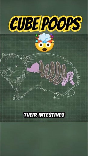 The Animal That Poops LEGO Bricks?! 🟫