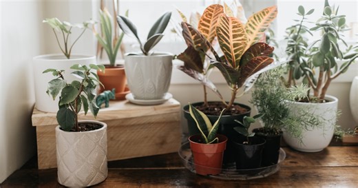 Comment reconnaître les maladies les plus courantes sur ses plantes d’intérieur ?