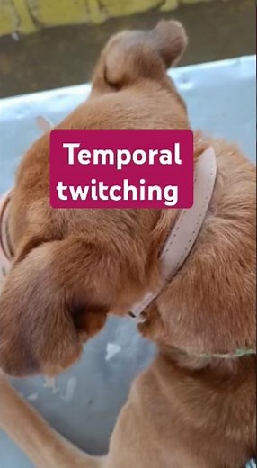 Temporal twitching in case of "Canine Distemper" | Hard pad disease | #dog #trending