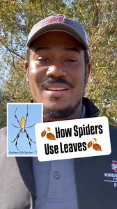 14K views · 434 reactions | Have you ever seen a leaf suspended in mid-air? Spiders are actually using those leaves to build a web! (Golden silk spiders being one of them.) Extension Entomologist Dr. Jermaine Perier explains this phenomenon. ️️ #MSUext | Mississippi State University Extension Service | Facebook